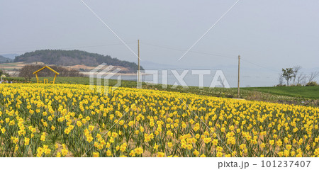 A garden of yellow daffodils blooming on the island road of 1004, Shinan-gun A garden of yellow daffodils blooming on the island road of 1004, Shinan-gun 101237407
