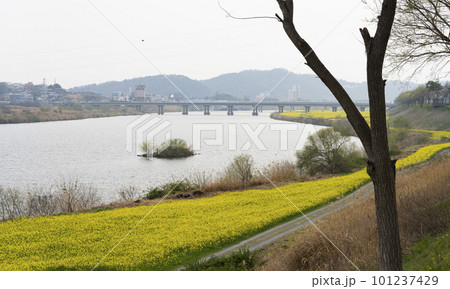 Yellow canola flowers blooming on the east island of the Yeongsan River in Naju 101237429
