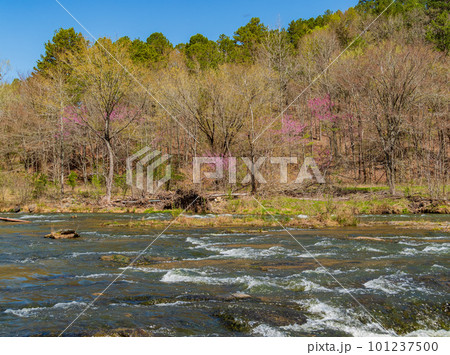 Sunny view of the landscape of Beaver River in Beavers Bend State Park 101237500