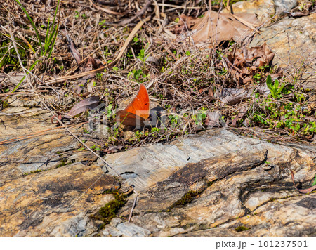 Close up shot of Anaea andria butterfly in Beavers Bend State Park 101237501