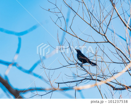 Close up shot of Common grackle Close up shot of Common grackle 101237538