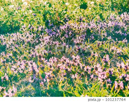 Close up shot of Lamium amplexicaule blossom 101237764