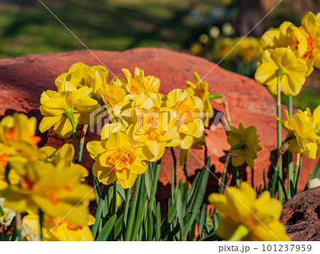 Close up shot of many wild daffodil blossom 101237959