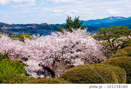 金沢市　日本三名園　兼六園の桜 101238160