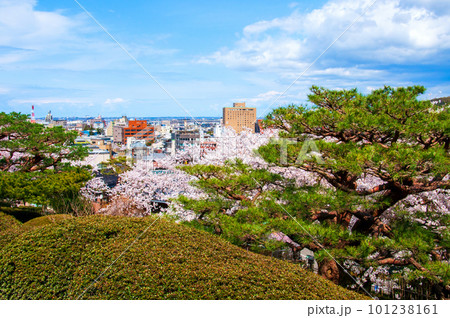 金沢市　日本三名園　兼六園の桜 101238161