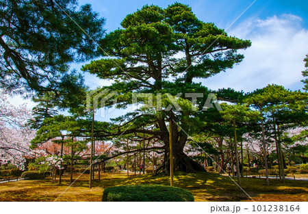 金沢市　日本三名園　兼六園　松と桜 101238164