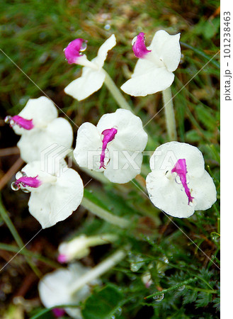 中国 四川省 巴朗山峠に咲くゴマノハグサ科シオガマギク属 Pedicularis przewalsk 中国 四川省 巴朗山峠に咲くゴマノハグサ科シオガマギク属 Pedicularis przewalsk 101238463