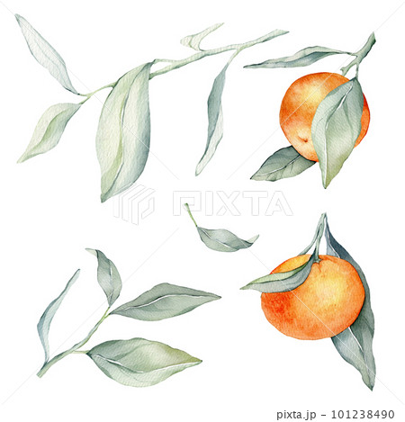 Set of mandarin branches with green leaves. Isolated. Watercolor clipart illustrations, collection of citrus fruits, orange, botanical painting. Collection of orange branches on a white background. 101238490