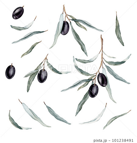 Watercolor illustration set of beautiful black olive's for healthy life and design background. Hand painted isolated on a white background 101238491