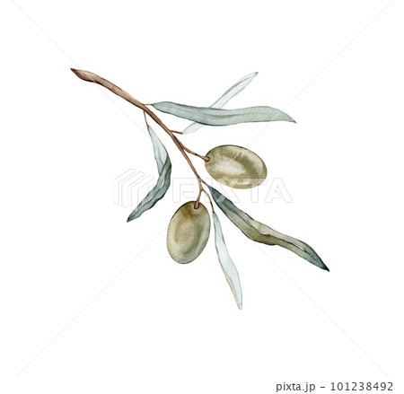 Watercolor illustration green Olive's branch. Hand drawn watercolor design elements - decorations with olive fruits, branches, leaves. 101238492