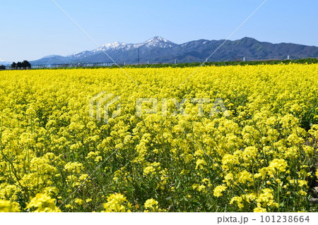 ナノハナ畑 101238664