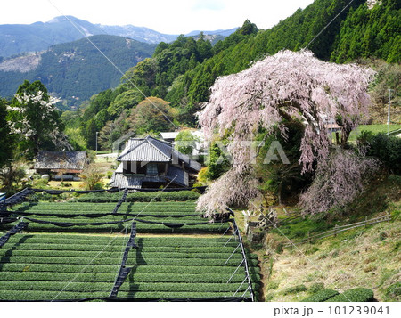 静岡県　栃沢の枝垂れ桜　3月 101239041