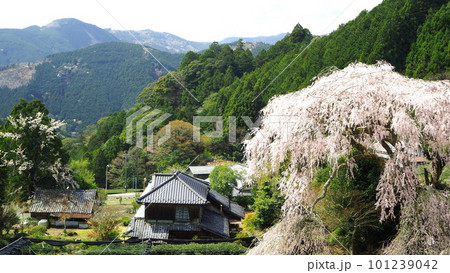 静岡県　栃沢の枝垂れ桜　3月 101239042