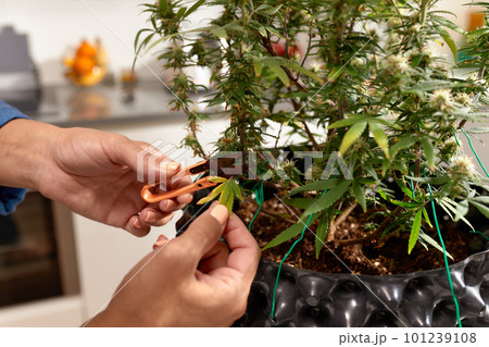 Brunette woman caring for cannabis bush at home, pruning leaves closeup 101239108