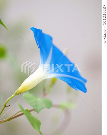 青いアサガオの花のアップ 101239237