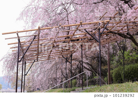 京都 半木の道の桜のトンネル 京都 半木の道の桜のトンネル 101239292