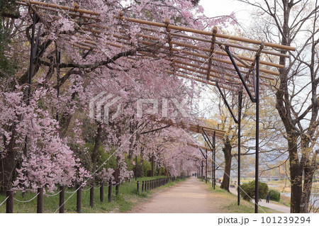 京都 半木の道の桜のトンネル 京都 半木の道の桜のトンネル 101239294