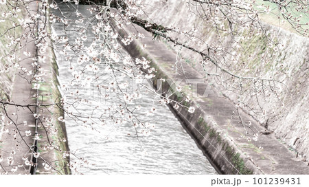 琵琶湖疏水　さくら 101239431