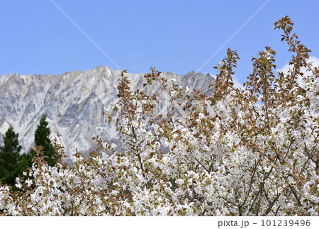 4月の大山 101239496