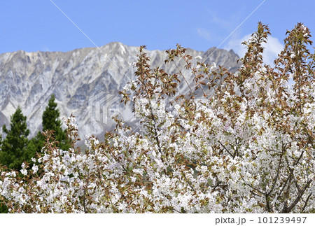 4月の大山 101239497