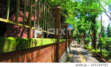 東京大学（東京都文京区）横の本郷通りに沿った歩道の風景 101239781