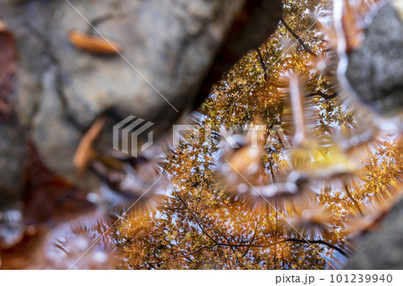 紅葉・落葉 水辺の秋色イメージ(恩原湖周辺) 紅葉・落葉 水辺の秋色イメージ(恩原湖周辺) 101239940