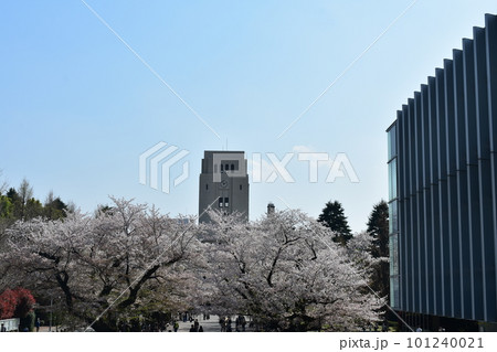 満開のサクラと東京工業大学 満開のサクラと東京工業大学 101240021