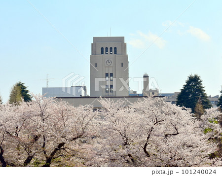 満開のサクラと東京科学大学(旧東工大) 満開のサクラと東京科学大学(旧東工大) 101240024