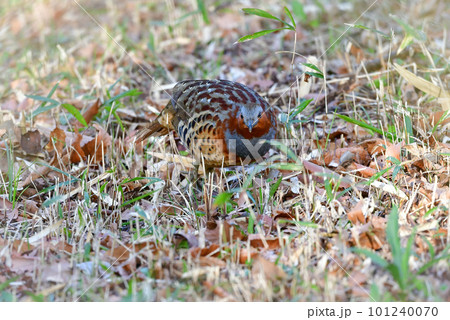身近な公園や雑木林で見られるかわいらしいキジの仲間コジュケイ 身近な公園や雑木林で見られるかわいらしいキジの仲間コジュケイ 101240070