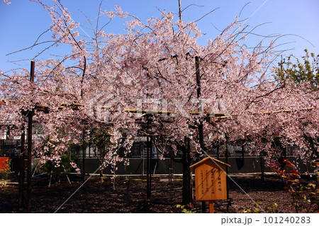 快晴の青空の中で満開になった福蔵院に植えられている「三春滝桜」の子孫（1） 101240283