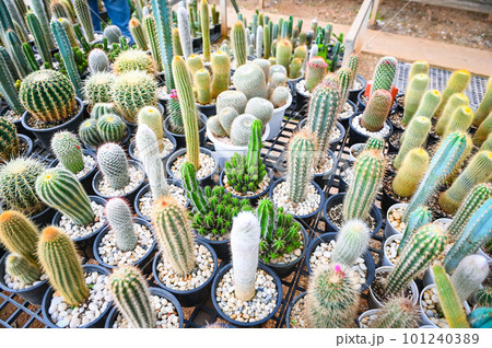 Cactus garden , Cactus pot decorate in the garden, beautiful cactus farm in greenhouse 101240389