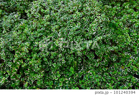 Plant wall with lush green colors, variety plant forest garden on walls leaf various fern leaves jungle palm and flower decorate in the garden rainforest background 101240394