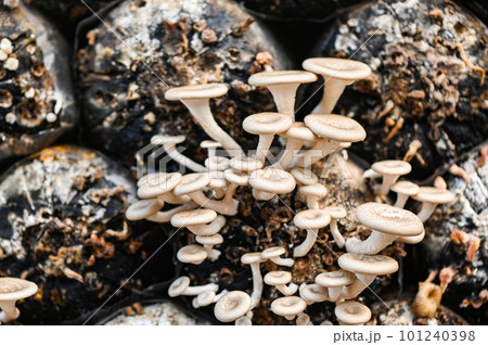 mushroom farm with fresh mushroom growing on mushroom spawn - Lentinus squarrosulus 101240398