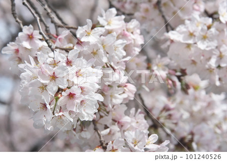 満開の桜・ソメイヨシノ・千本桜 満開の桜・ソメイヨシノ・千本桜 101240526