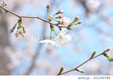青空に映える満開の桜・ソメイヨシノ・千本桜 青空に映える満開の桜・ソメイヨシノ・千本桜 101240789