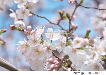 青空に映える満開の桜・ソメイヨシノ・千本桜 青空に映える満開の桜・ソメイヨシノ・千本桜 101240790