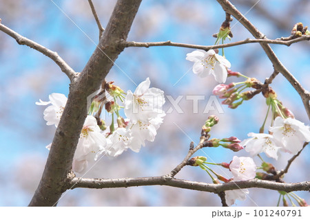 青空に映える満開の桜・ソメイヨシノ・千本桜 青空に映える満開の桜・ソメイヨシノ・千本桜 101240791
