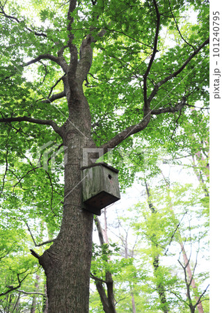 巣箱のあるバードウォッチング 101240795