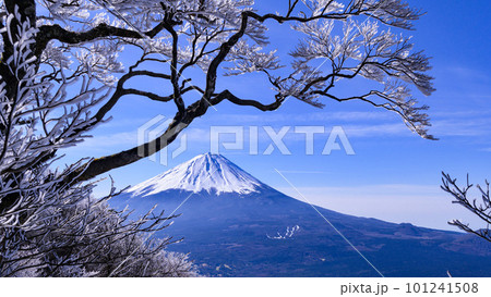 (山梨県)御坂山地・王岳~鬼ヶ岳稜線上からの富士山展望 (山梨県)御坂山地・王岳~鬼ヶ岳稜線上からの富士山展望 101241508