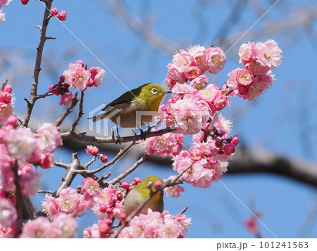 梅羅停在梅花枝上-照片素材（圖片） [101241563] - PIXTA圖庫