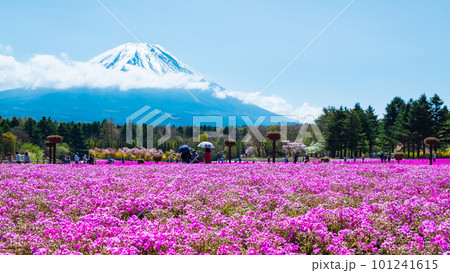富士芝桜まつり 富士芝桜まつり 101241615