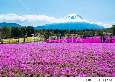 富士芝桜まつり 富士芝桜まつり 101241618