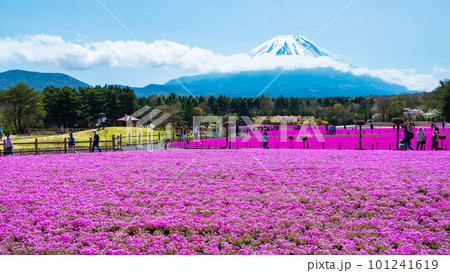 富士芝桜まつり 富士芝桜まつり 101241619