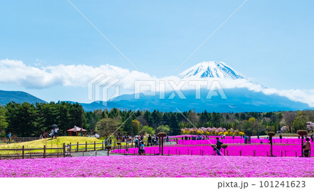 富士芝桜まつり 101241623