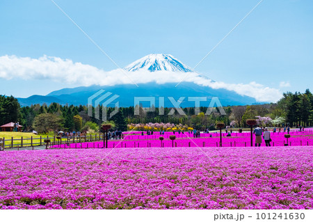 富士芝桜まつり 101241630