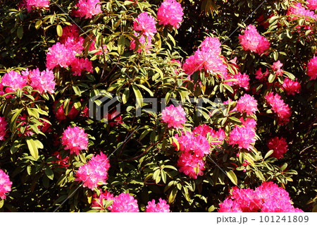 春の陽射しを浴びる福蔵院の赤いシャクナゲ（4） 101241809