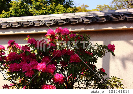 春の陽射しを浴びる福蔵院の赤いシャクナゲ（7） 101241812