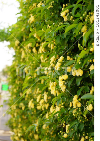 黄色いモッコウバラの花　7 101242001