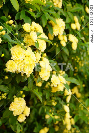 黄色いモッコウバラの花 6 黄色いモッコウバラの花 6 101242003