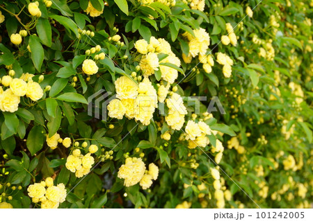 黄色いモッコウバラの花　5 101242005